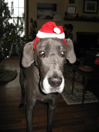 Angus the Blue Great Dane