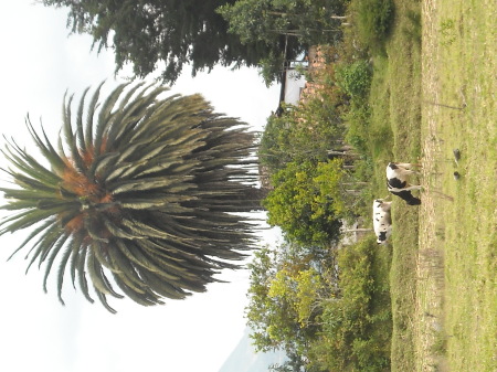 Now Thats a Palm Tree