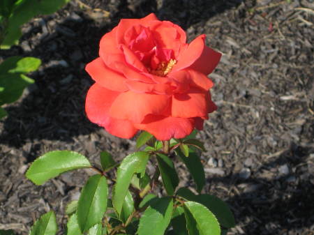 First rose from garden