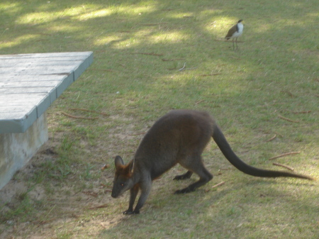 My little friends...Aus '09