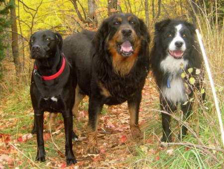 Fifi, Seamus & Jesse up Emigration Canyon Fall