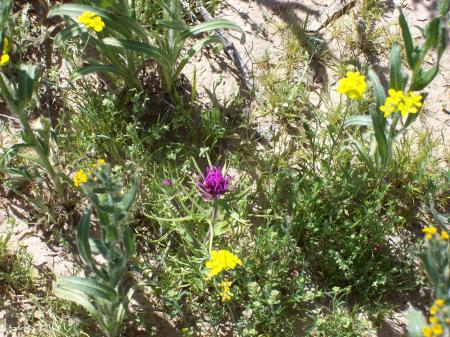 Tonopah wild flowers