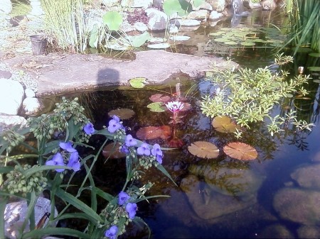 pretty pond flowers