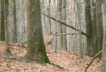 DEER PICs1