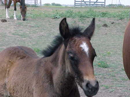 BARAKA as a baby!