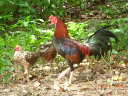 Gallito Boricua