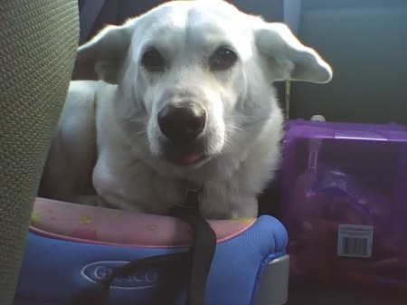 buddy in car seat