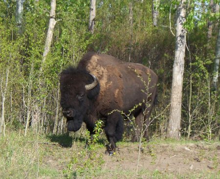 Bison