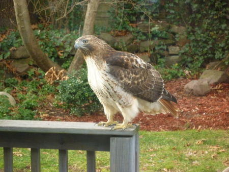 Beautiful hawk, New Milford