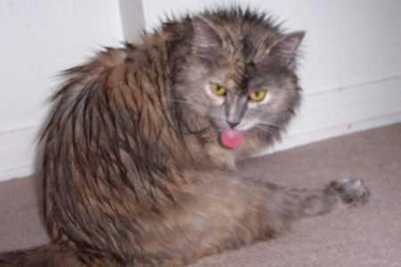 Wet Cat