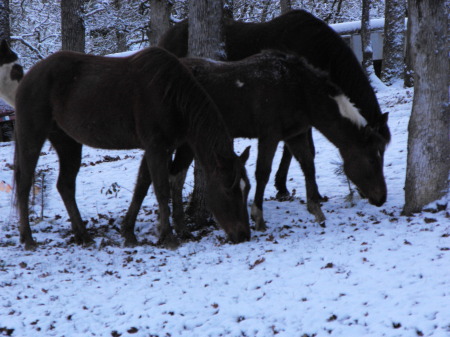 Snow Horses!