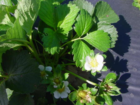 Blooming Strawberry Plant at Elliott Farms