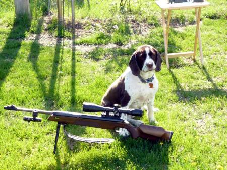 1 of my 2 Springers Spanials