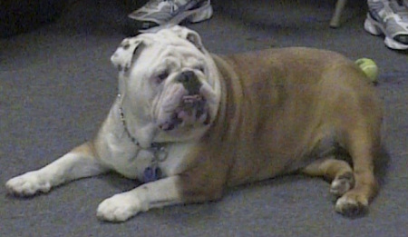 "Sarge"...My English Bulldog