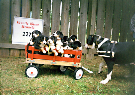 A cart full of trouble!