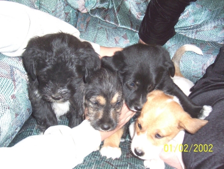More of the puppies
