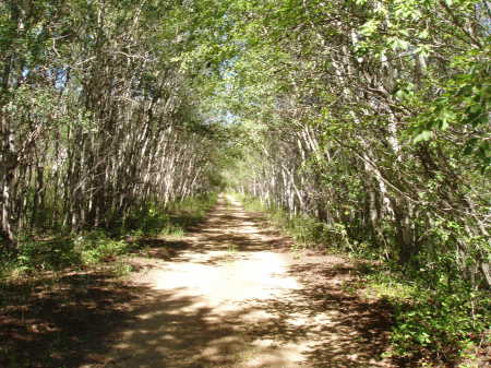 Tree lined road near Moose Jaw, Canada  2004