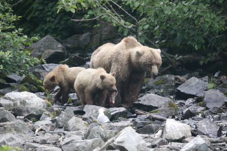 Bears in Alaska 2009