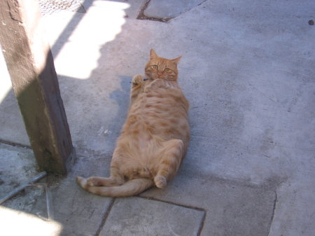 Garfield "Rub my tummy, Please"