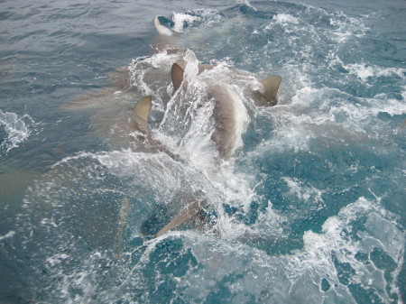 bull shark frenzy in the blue hole