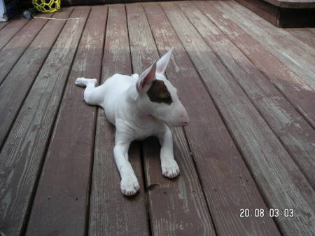 Ivory , my Bull Terrier