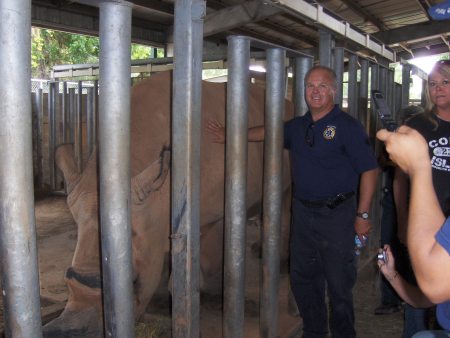 Large animal rescue training at Brevard Zoo.