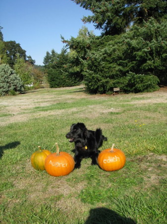 Tetley with grand daughters pumpkins