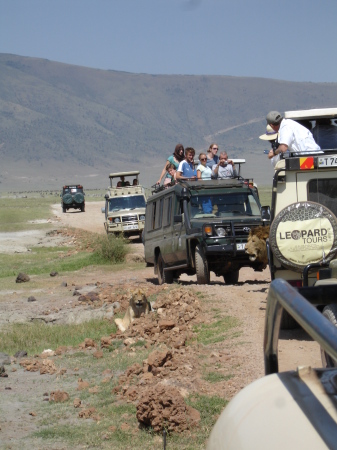 Safari 2009