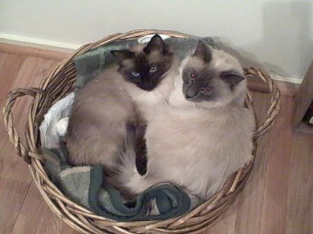 mia and kai in a basket