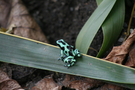 Green Dart Frog