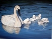 Swans with cygnets