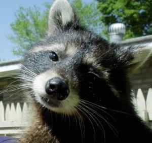 Cute Coon