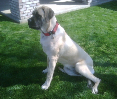 Our English Mastiff only 11 mo old at 125 lbs