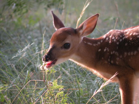 Doe, a deer