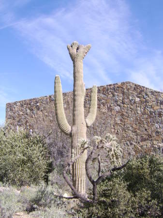 Arizona Sonoran Desert