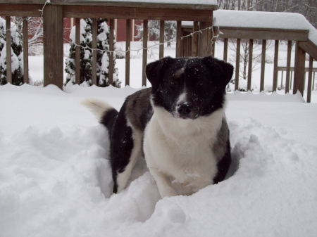 Sydnie "snow dog"