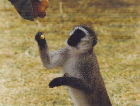 Vervet Monkey-Ngorongoro Crater