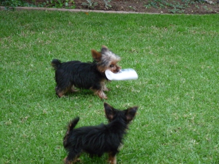 Chip and Pippi playing in the yard