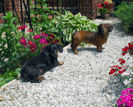 Maggie and Trina in my garden