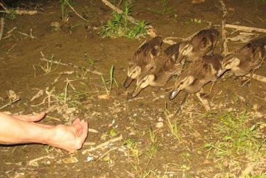 Baby Ducks