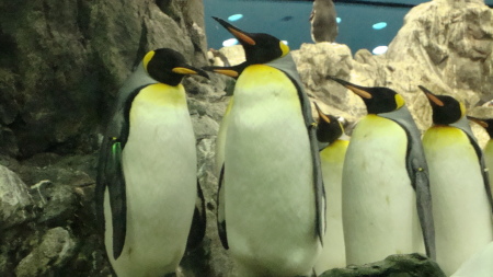 Penguins