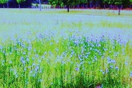 Front lawn In spring