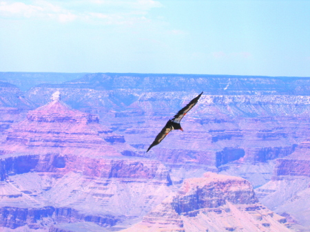 condor Grand Canyon