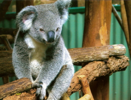 My favorite koala pic that I took; Lone Pine