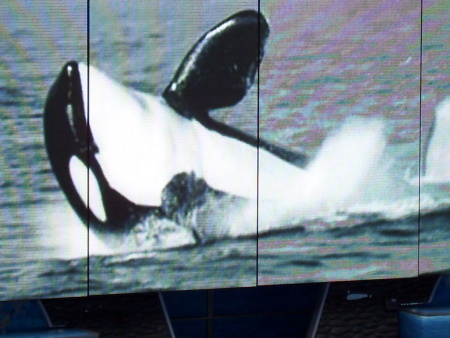 Shamu relaxing in Florida