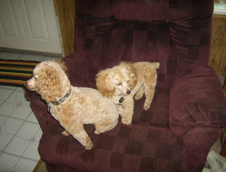 my poodles