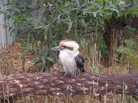 Yes Kooaburra sits in an old gum tree