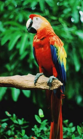 Scarlet Macaw