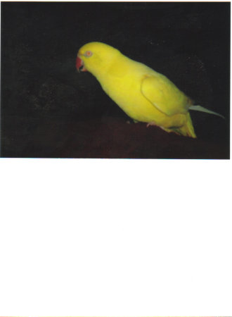 SUNNY, MY LATINO INDIAN RINGNECK