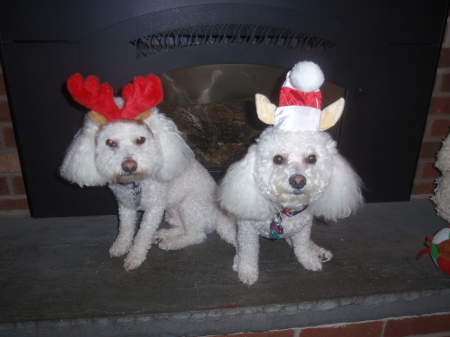 My Christmas Pups